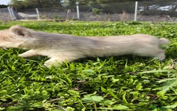 Husky Siberiano perros en venta: Machos Husky siberiano  - Imagen 7