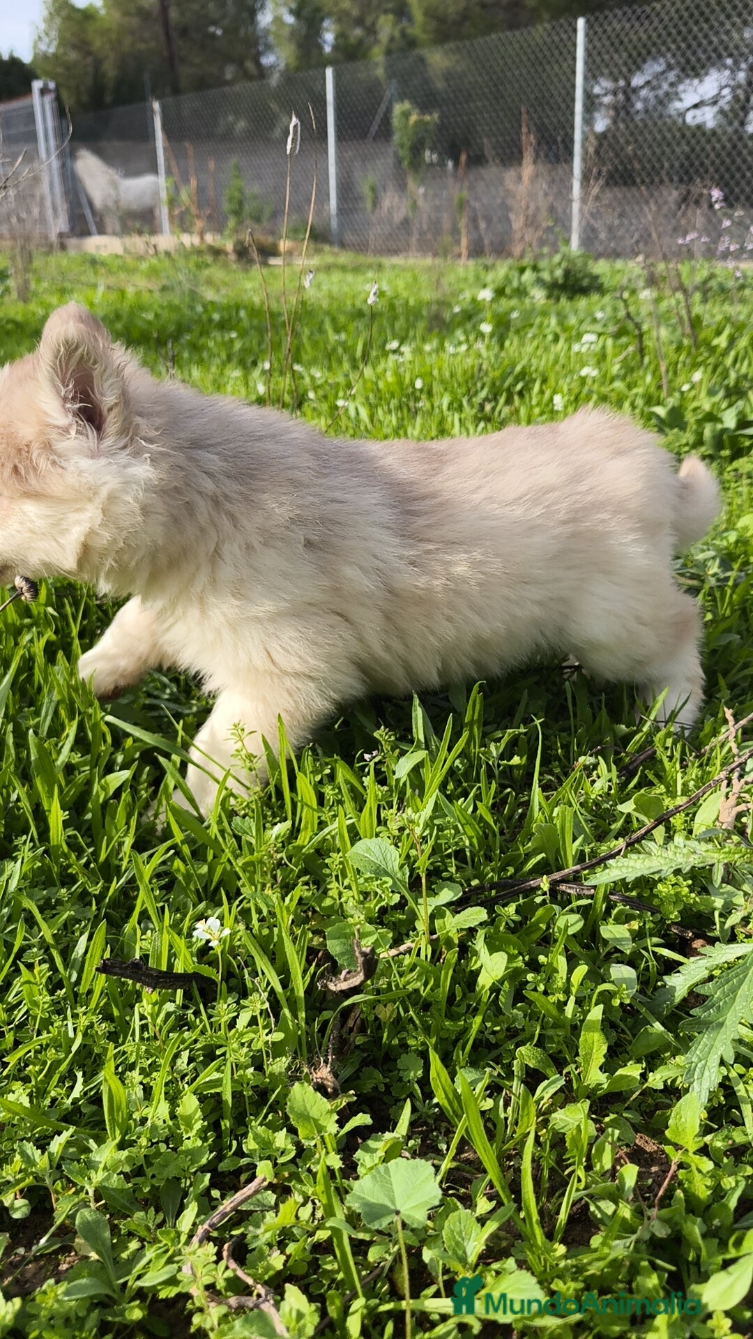 Husky Siberiano perros en venta: Machos Husky siberiano  - Imagen 7