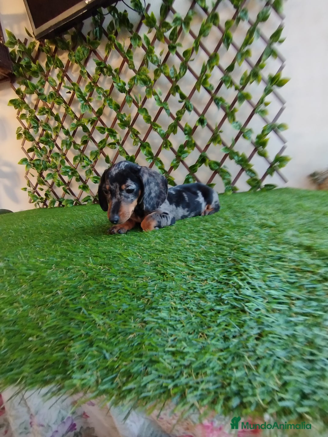 Teckel Miniatura perros en venta: Teckels kanichen  - Anuncio 3