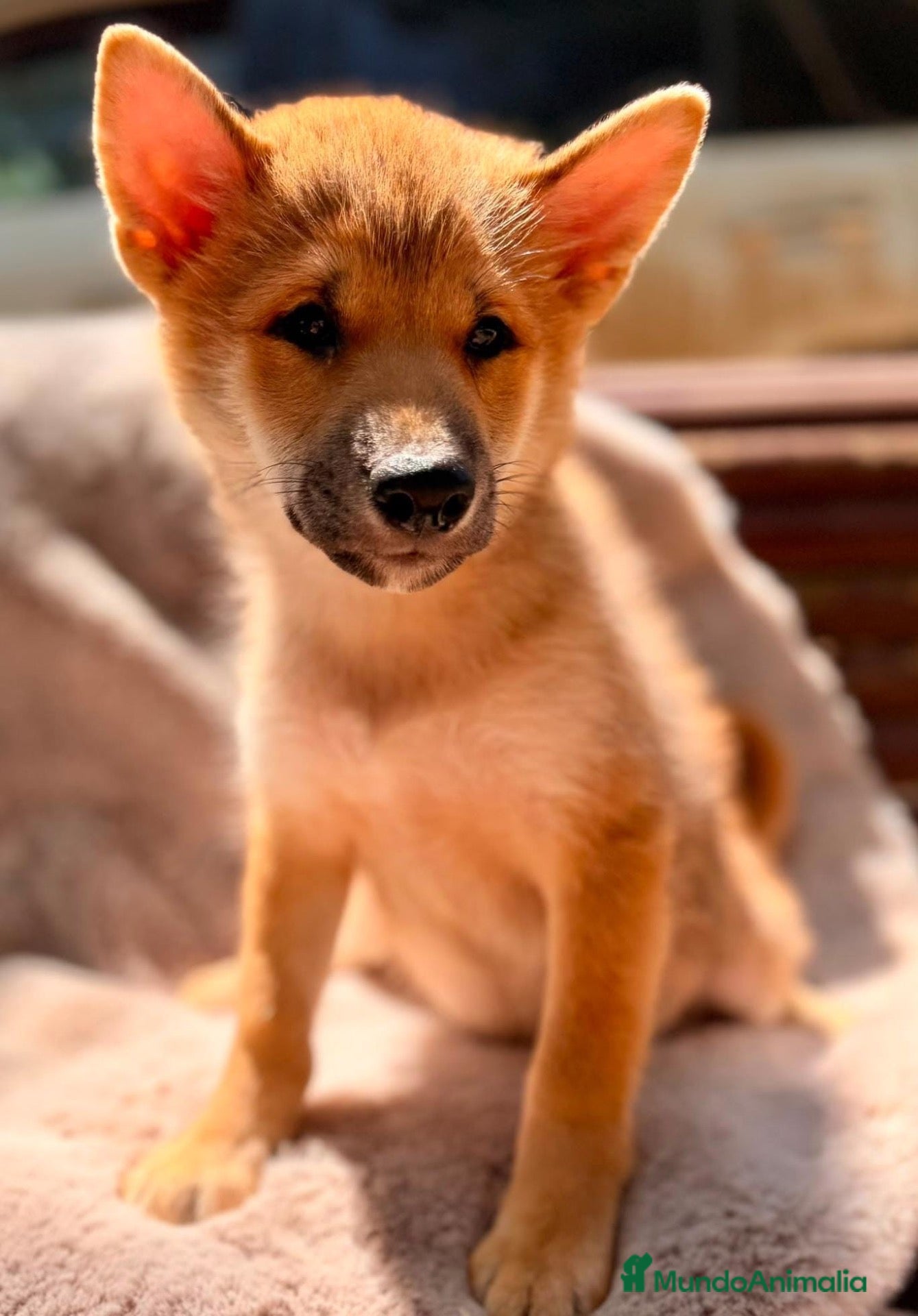 Shiba Inu perros Shiba inu macho💙🐾 - Anuncio 1