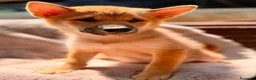 Shiba Inu perros en venta: Shiba inu macho💙🐾 - Anuncio 1