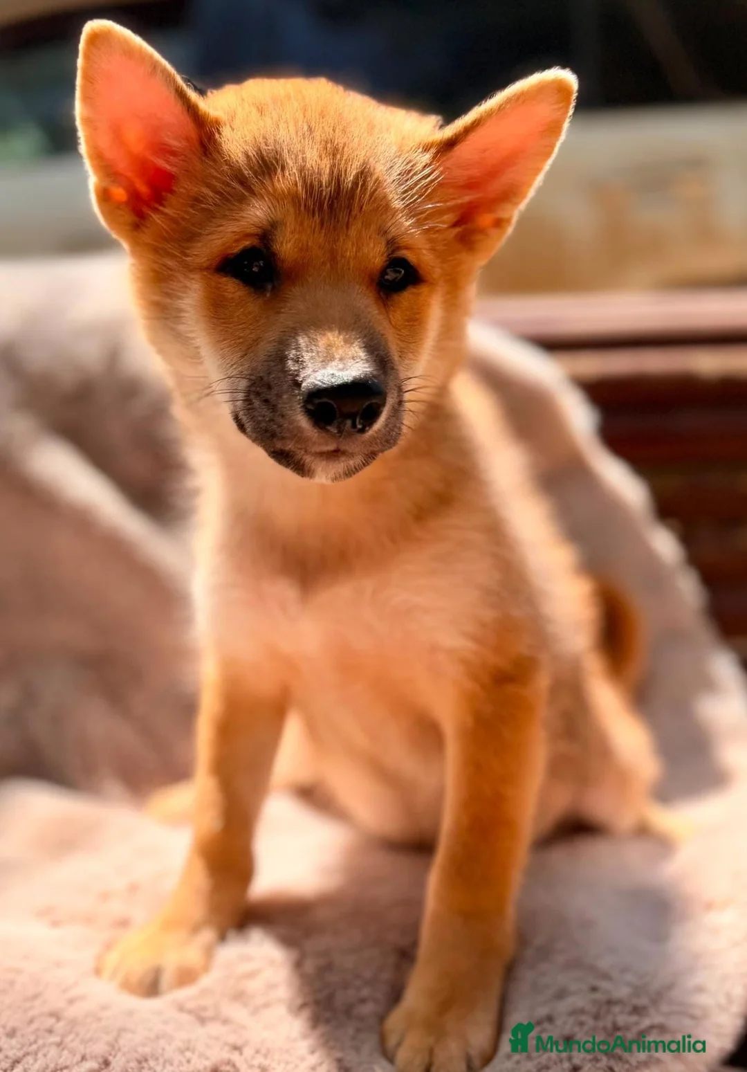 Shiba Inu perros en venta: Shiba inu macho💙🐾 - Anuncio 1