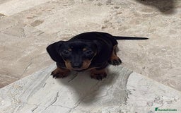 Teckel Miniatura perros en venta: CACHORRA DE TECKEL MINIATURA - Imagen 1