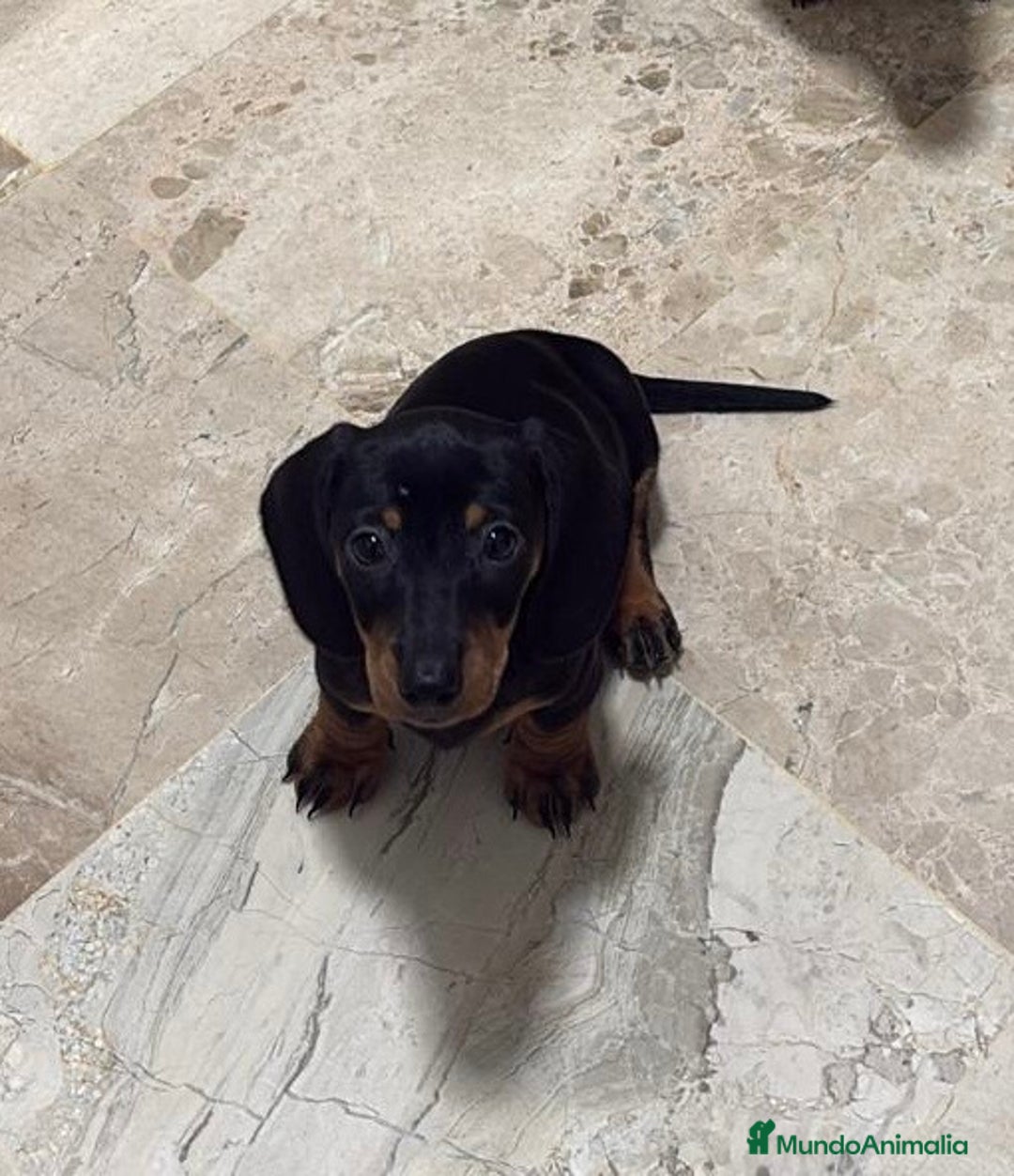 Teckel Miniatura perros en venta: CACHORRA DE TECKEL MINIATURA - Imagen 1