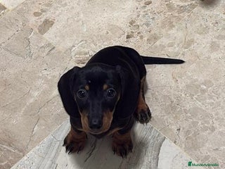 Teckel Miniatura perros - Anuncio 15