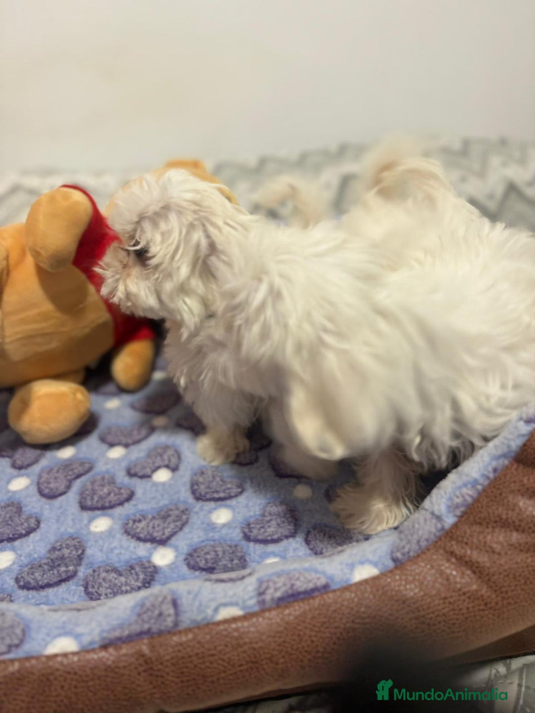 Bichón Maltés perros en venta: Bichon maltés toy  - Imagen 5