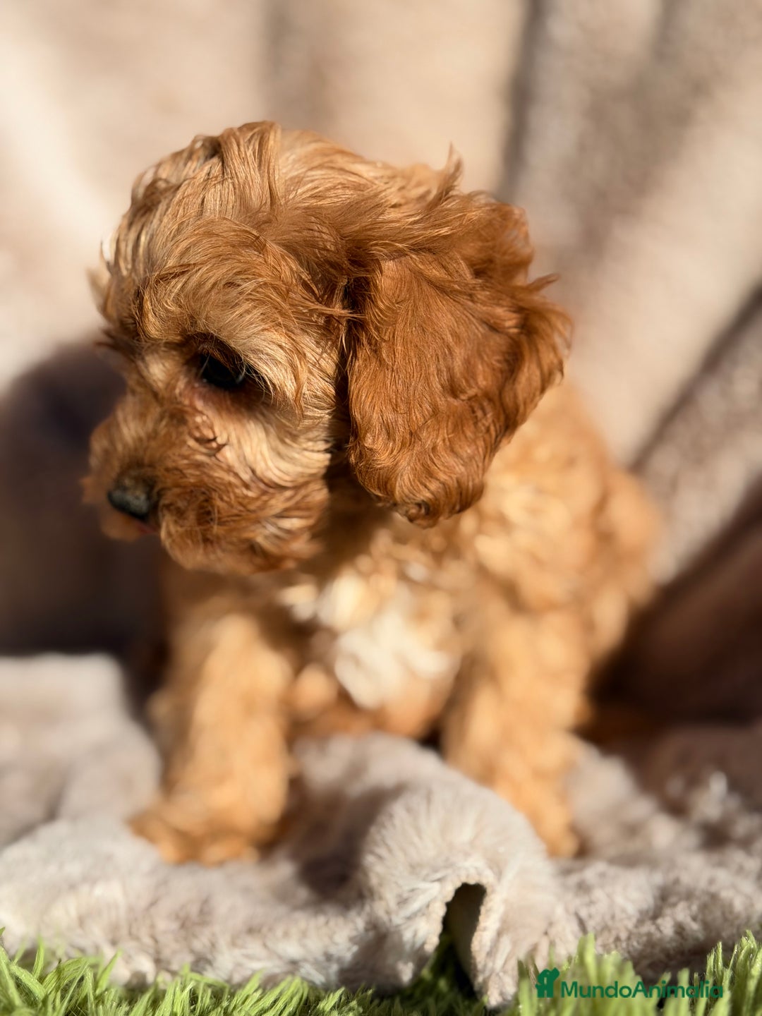 Cavapoo perros en venta: Cavapoo Apricot  - Anuncio 2