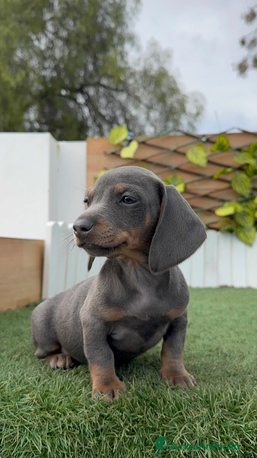 Teckel Miniatura perros TECKEL MINIATURA HEMBRA - Anuncio 1