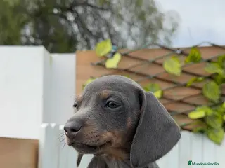 Teckel Miniatura perros TECKEL MINIATURA HEMBRA - Anuncio 1