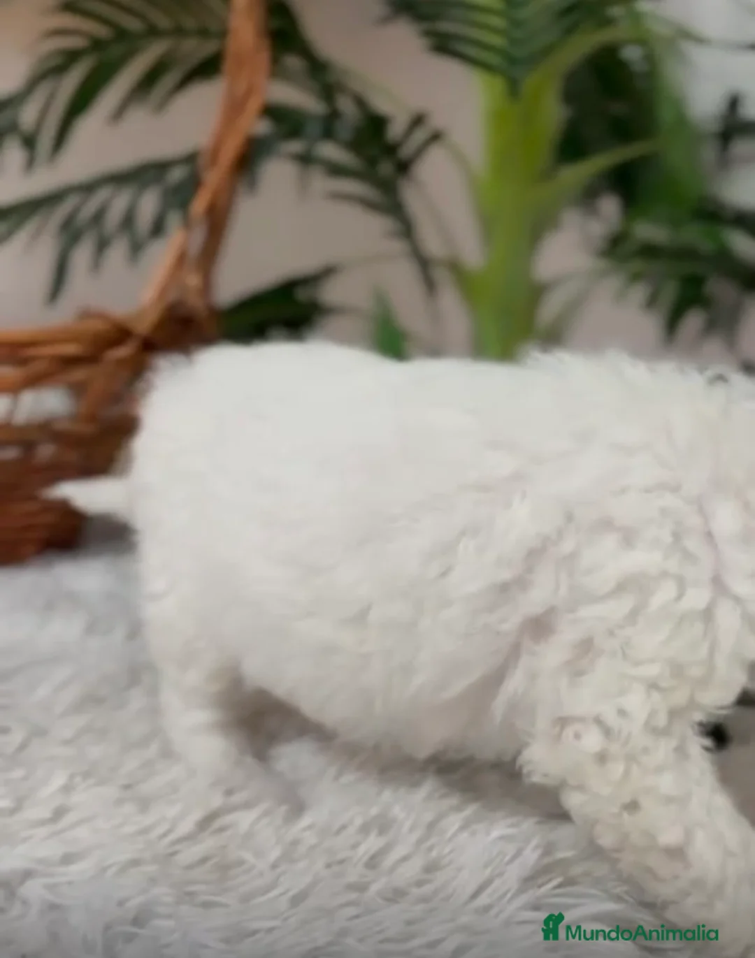 Perro de Agua Español perros en venta: PERRO DE AGUA HEMBRA - Anuncio 6