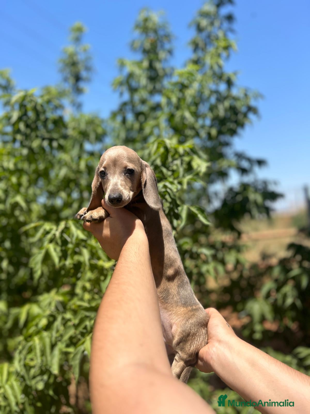 Teckel Miniatura perros Teckel kanichen  - Anuncio 11