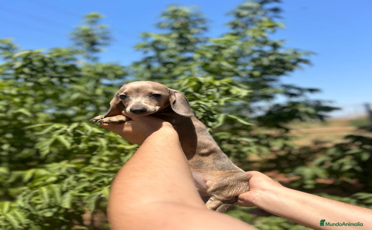 Teckel Miniatura perros - Propaganda 1