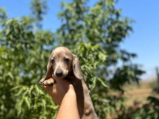 Teckel Miniatura perros - Anuncio 12