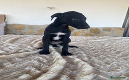 Galgo Español perros en venta: Galgo español hembras - Imagen 4