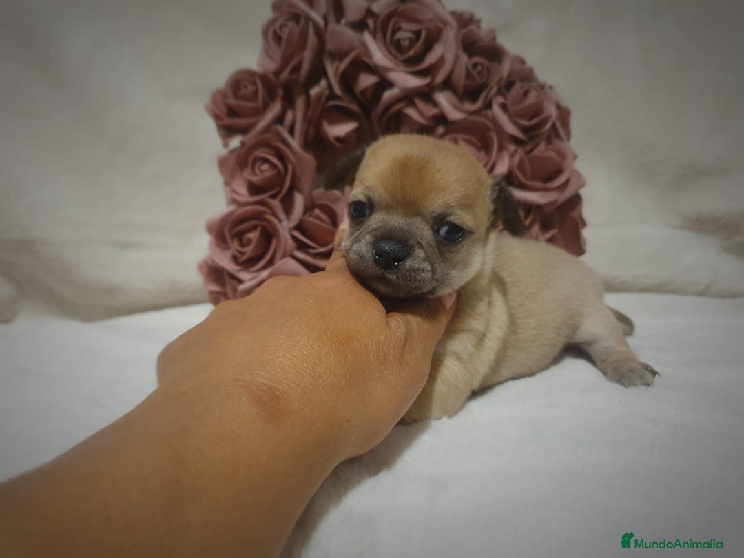 Chihuahua perros en venta: Chiguagua - Imagen 12