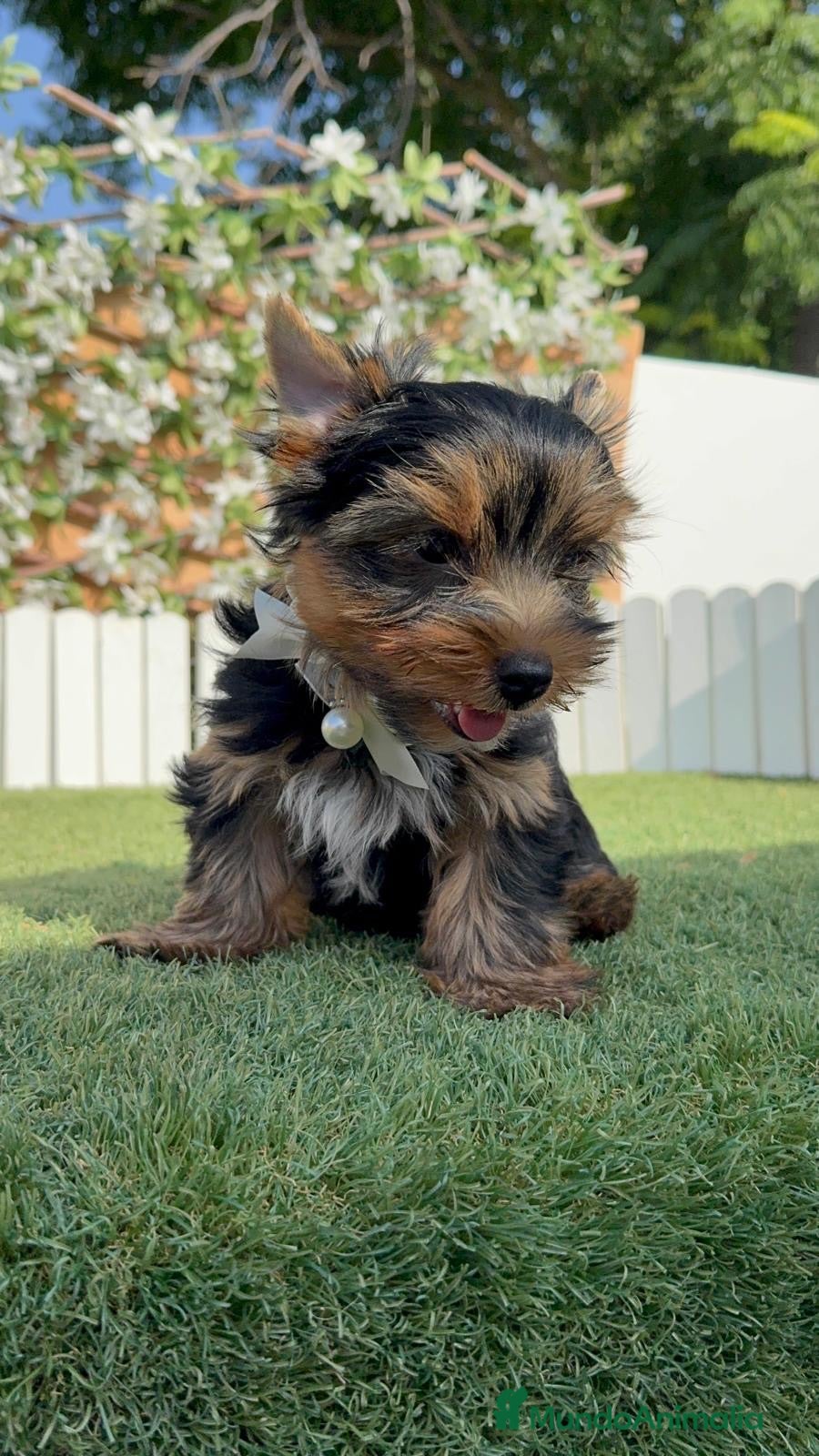 Yorkshire Terrier perros YORKSHIRE TERRIER  - Anuncio 1