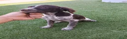 Épagneul Breton perros en venta: Bretona en adopción  - Anuncio 2
