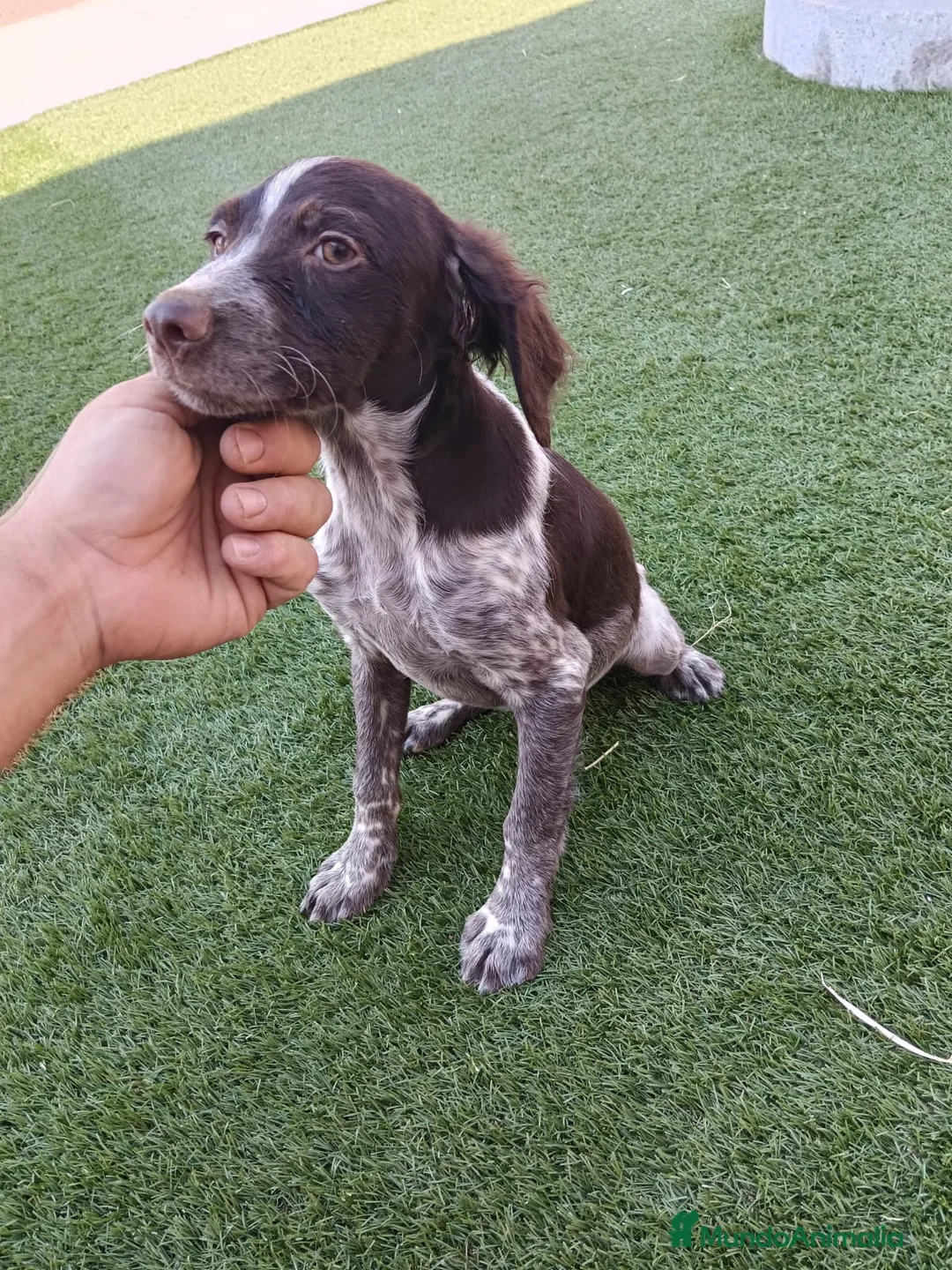 Épagneul Breton perros en venta: Bretona en adopción  - Anuncio 2