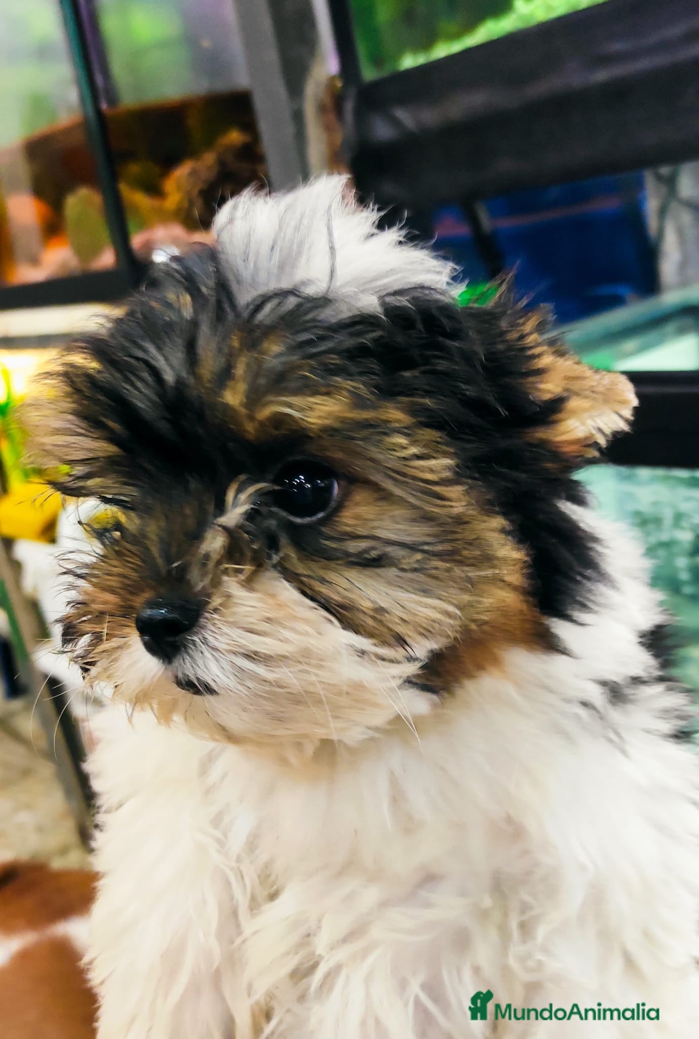 Biewer Yorkshire Terrier a la Pom Pon perros Hembra bewer yorkshire  - Anuncio 1