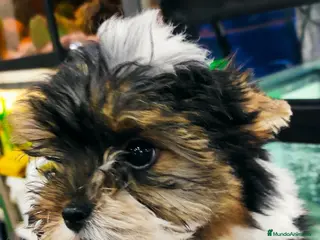 Biewer Yorkshire Terrier a la Pom Pon perros Hembra bewer yorkshire - Anuncio 13