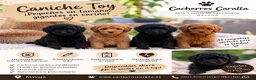 Caniche Toy perros en venta: 🐩❤️ PRECIOSOS CACHORROS CANICHE TOY - Anuncio 1