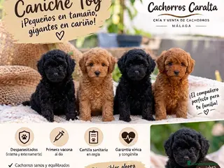 Caniche Toy perros 🐩❤️ PRECIOSOS CACHORROS CANICHE TOY - Anuncio 4
