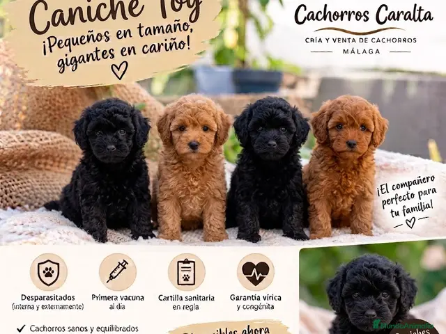 Caniche Toy perros 🐩❤️ PRECIOSOS CACHORROS CANICHE TOY - Anuncio 7