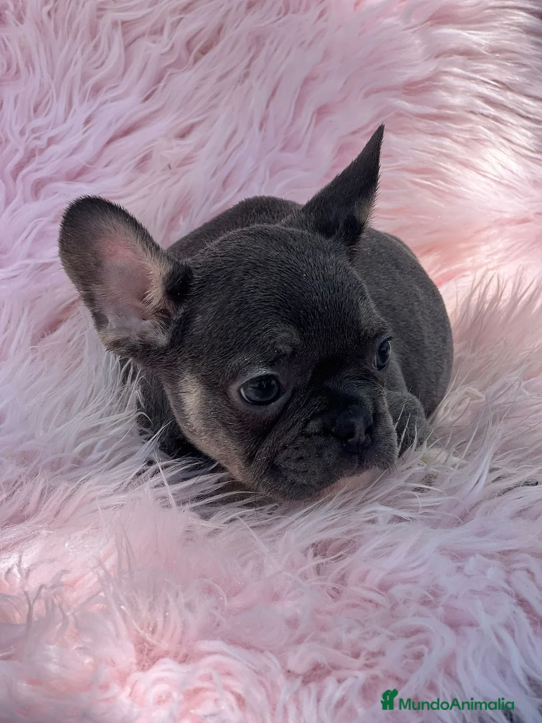 Bulldog Francés perros en venta: Bulldog francés blue and tan - Anuncio 5