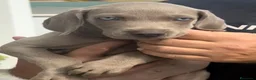 Weimaraner perros en venta: Cachorros de braco de WEIMAR  - Anuncio 3