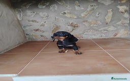 Teckel Miniatura perros en venta: Cachorra teckel miniatura negro y fuego  - Imagen 5