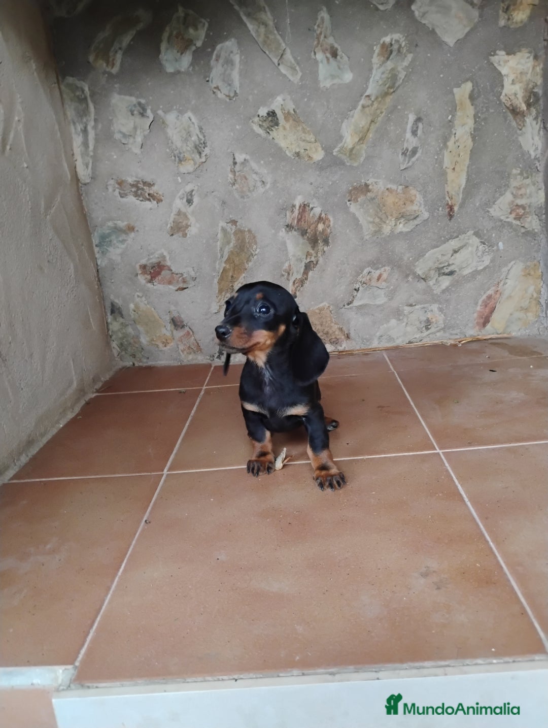 Teckel Miniatura perros en venta: Cachorra teckel miniatura negro y fuego  - Imagen 5