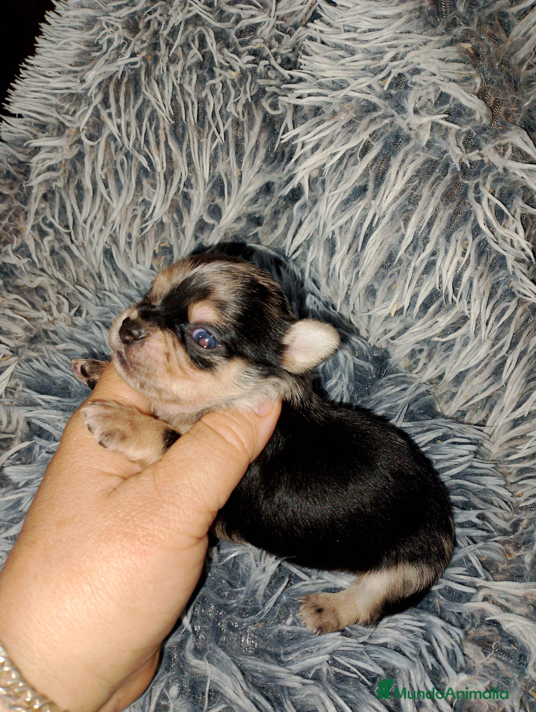 Chihuahua perros en venta: Chihuahua Merle macho  - Imagen 1