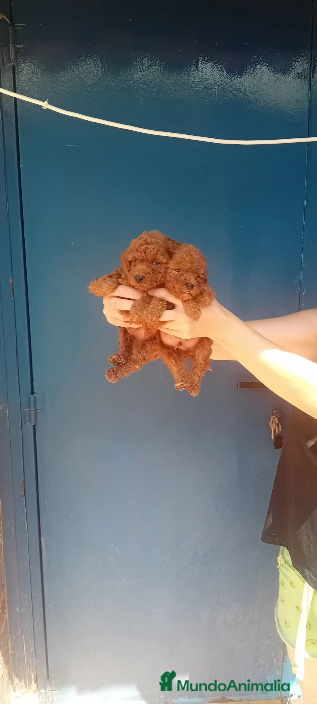 Caniche Toy perros en venta: ‼️‼️CANICHES ROJOS 50% ASIÁTICOS  - Anuncio 1