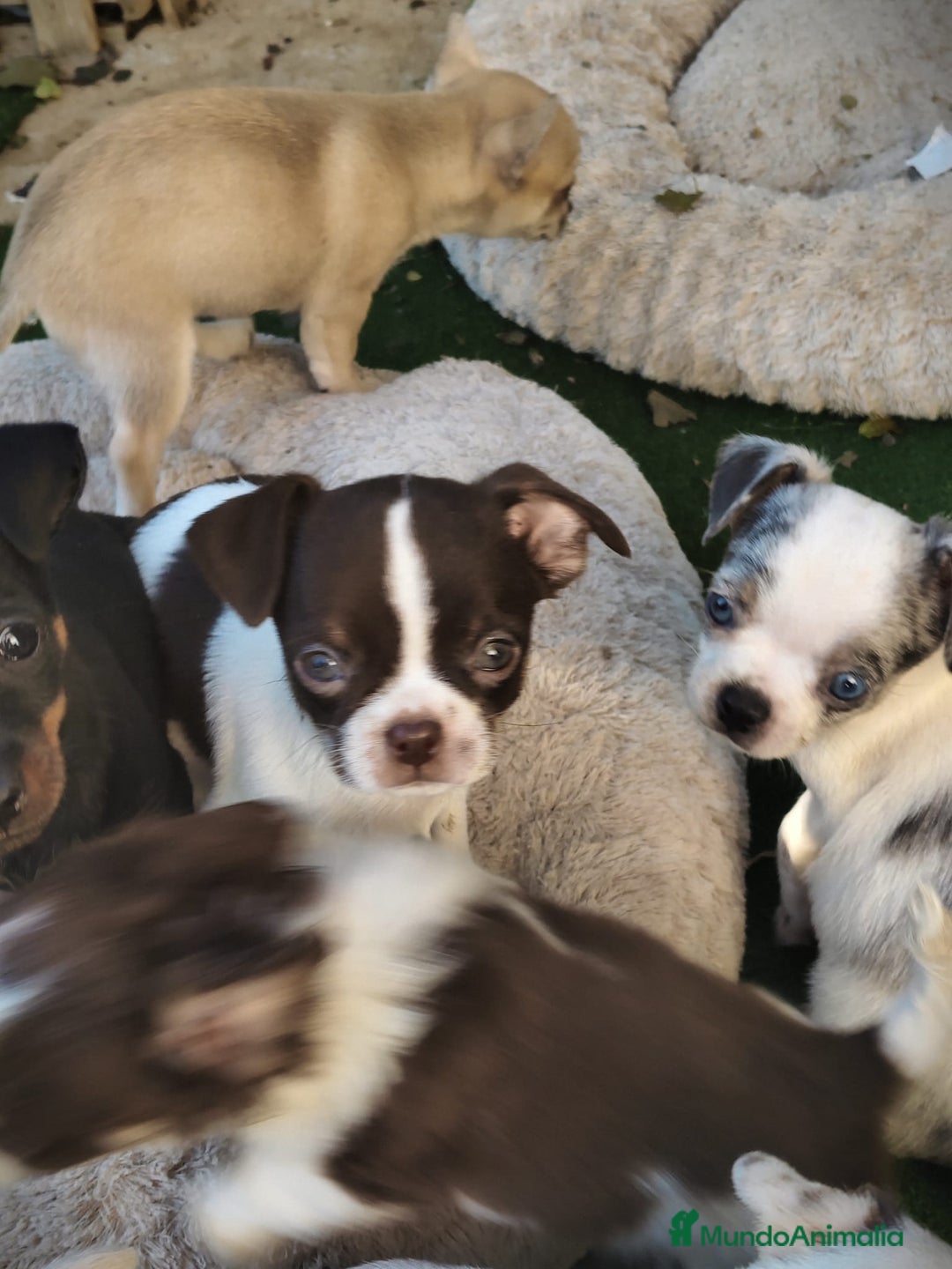 Chihuahua perros en venta: Chihuahua  - Anuncio 9