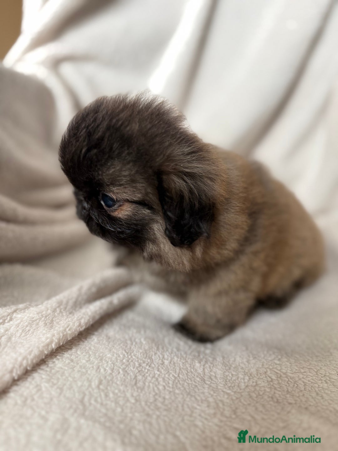Pekinés perros en venta: Precioso machito de Pekines Imperial - Imagen 7