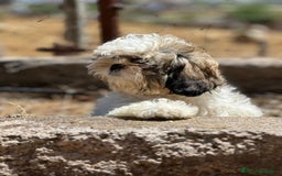 Shih Tzu perros en venta: Shih Tzu tricolor  - Imagen 2