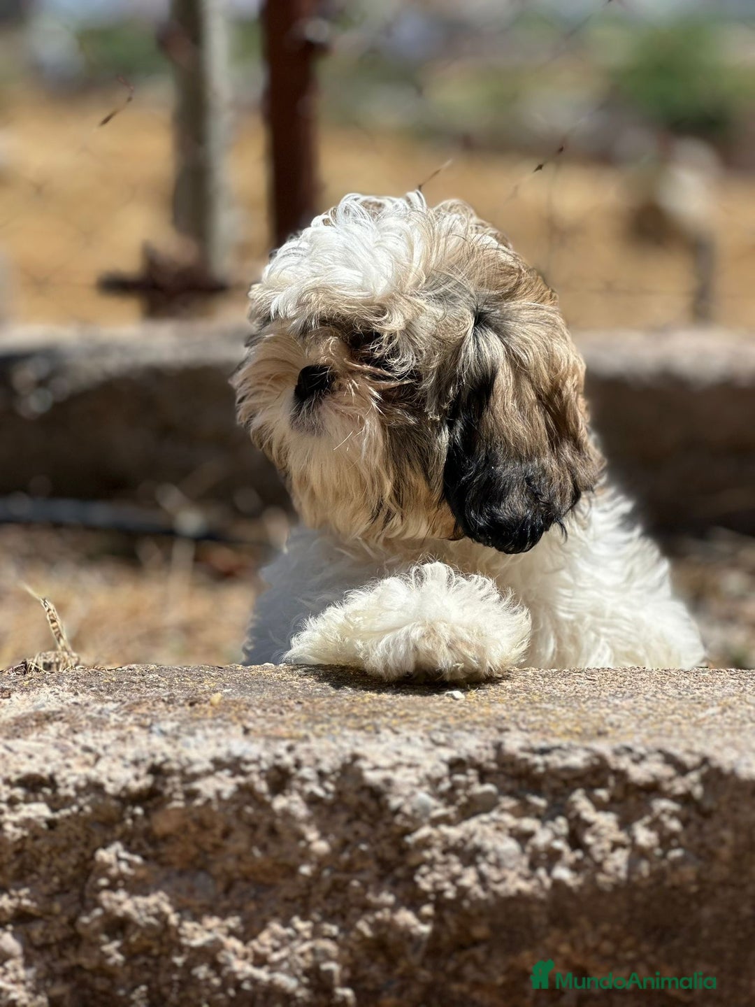 Shih Tzu perros en venta: Shih Tzu tricolor  - Imagen 2