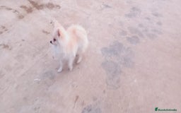 Pomerania perros en adopcion: Pomerania macho 10 meses  en Murcia - Imagen 2