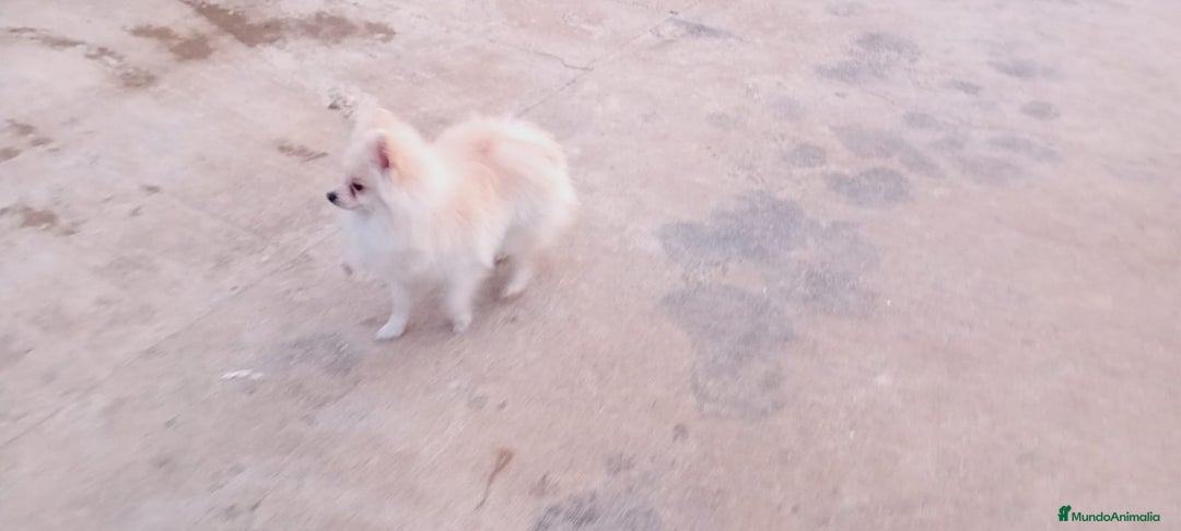 Pomerania perros en adopcion: Pomerania macho 10 meses  en Murcia - Imagen 2