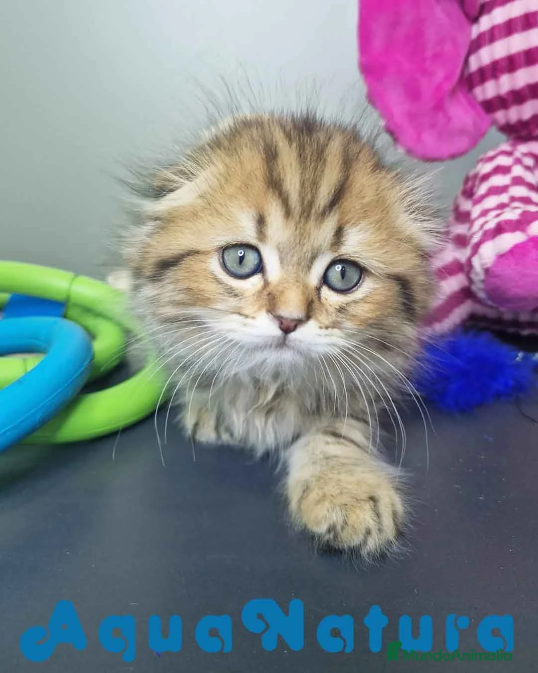 Scottish Fold gatos en venta: Scottish Fold Macho 7906 AQUANATURA - Anuncio 2