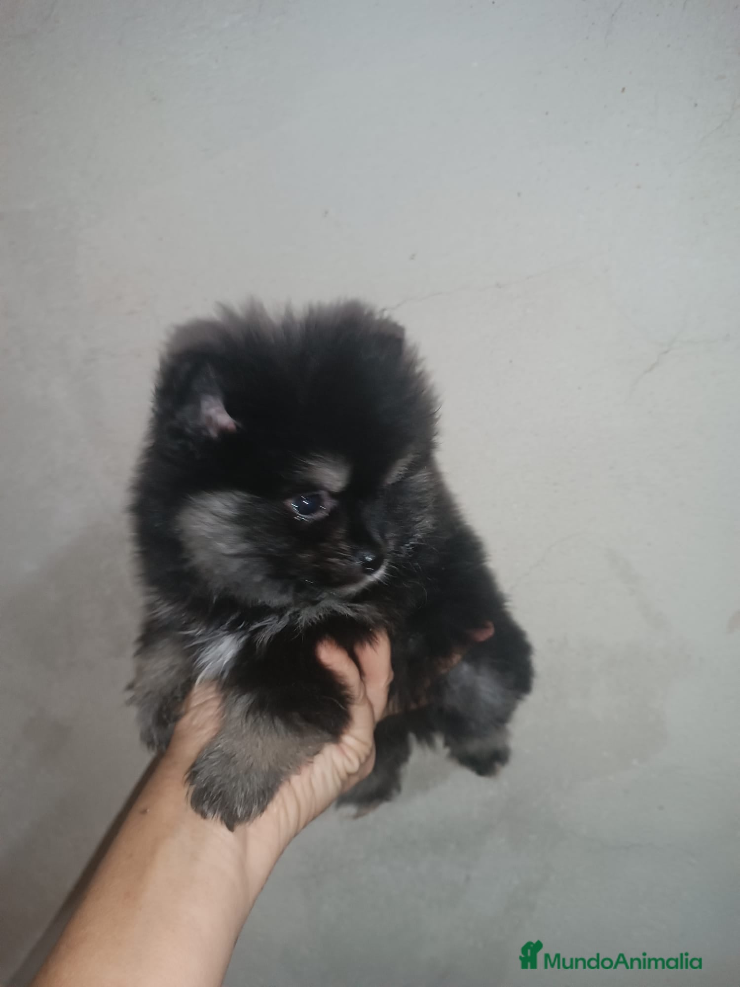 Pomerania perros PRECIOSO MACHITO DE POMERANIA - Anuncio 29