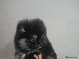 Pomerania perros PRECIOSO MACHITO DE POMERANIA - Anuncio 1