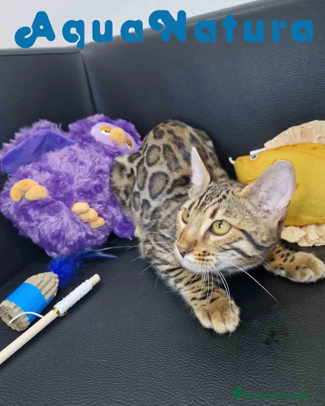 Bengalí gatos en venta: Bengali Hembra 1730 AQUANATURA - Anuncio 11