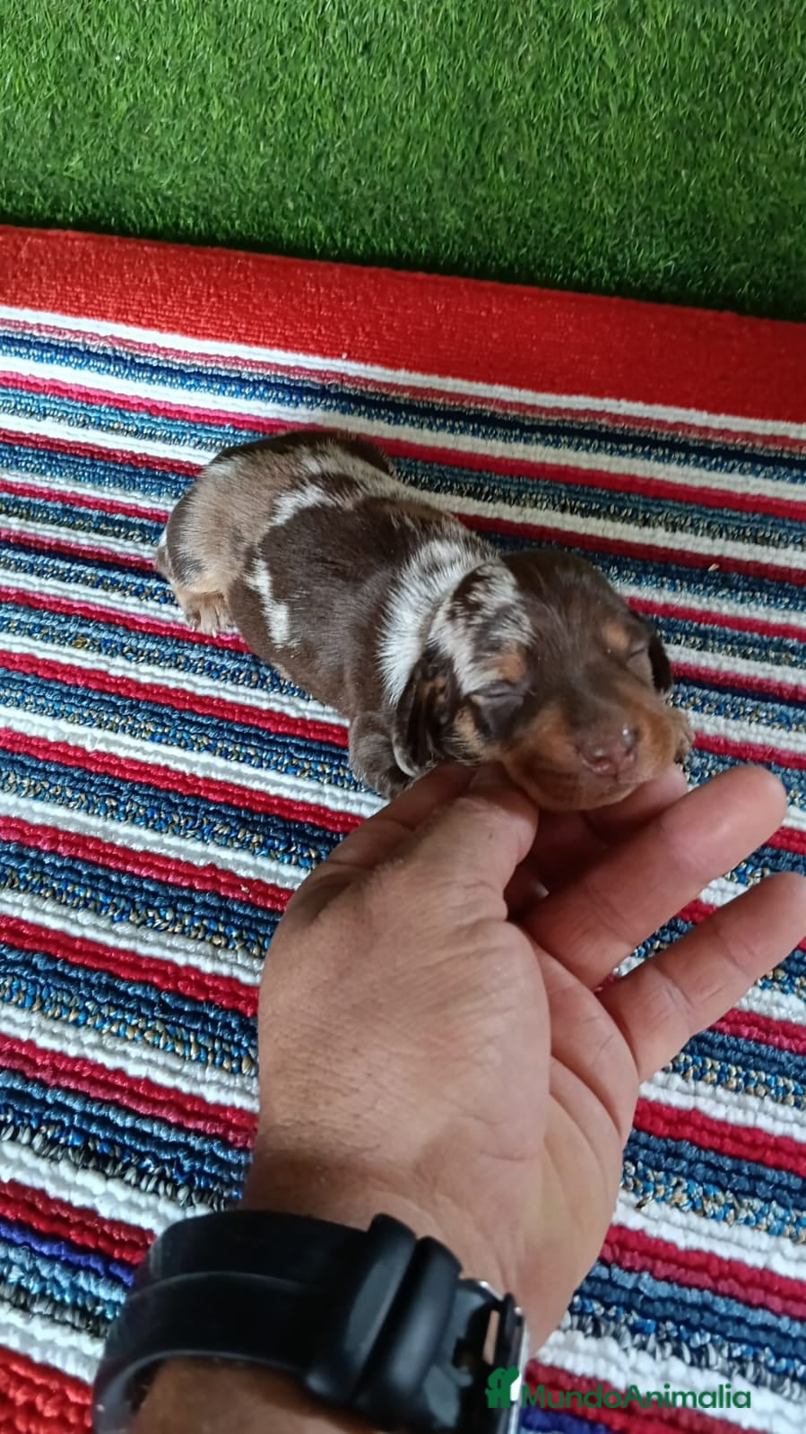 Teckel Miniatura perros Camadas de teckel kaninchen todos los colores  - Anuncio 2