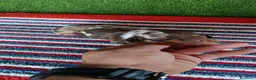 Teckel Miniatura perros en venta: Camadas de teckel kaninchen todos los colores  - Anuncio 1