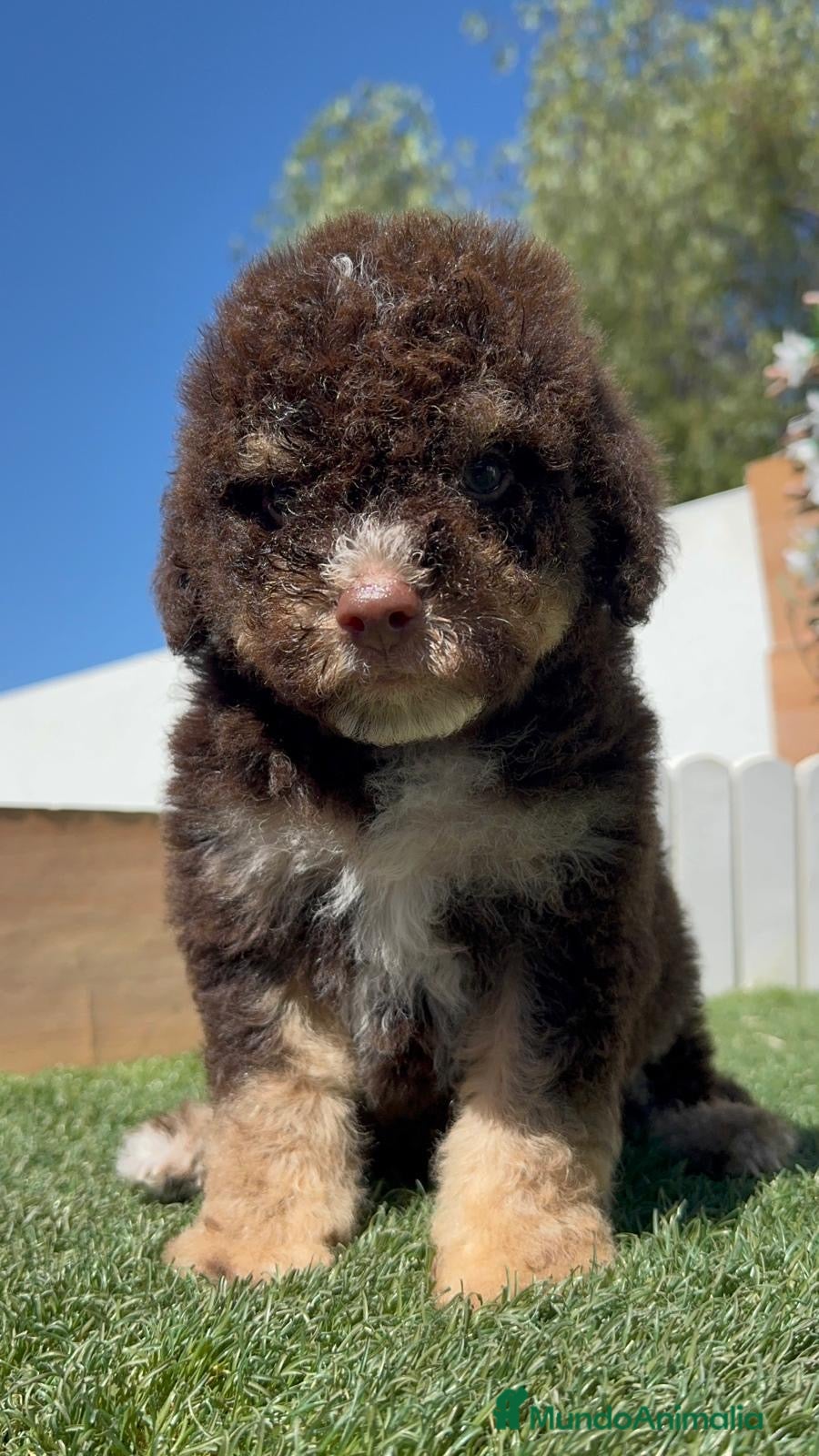 Perro de Agua Español perros en venta: PERRO DE AGUA ESPAÑOL - Anuncio 24