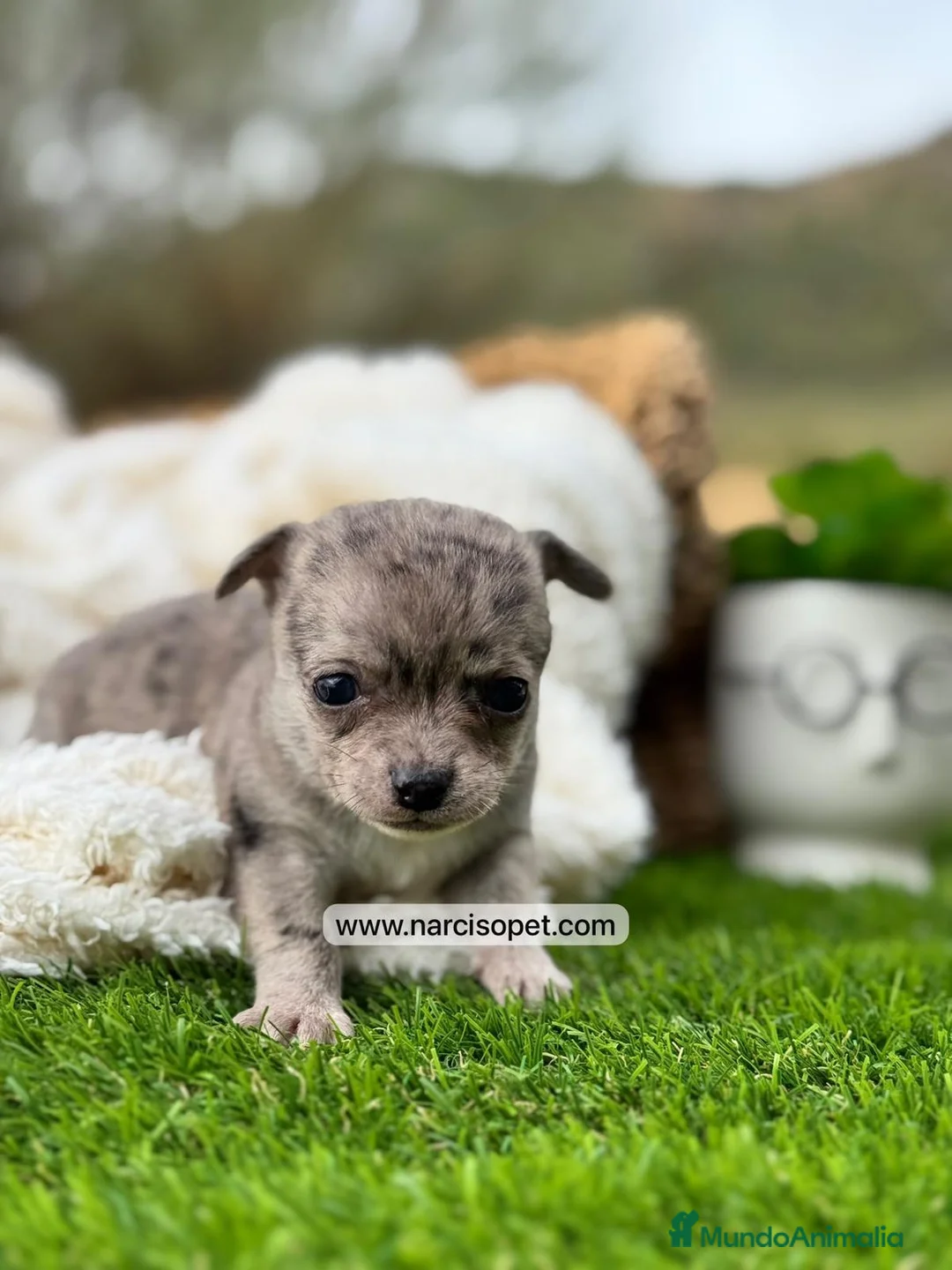 Chihuahua perros en venta: CHIHUAHUA MERLE - Anuncio 7