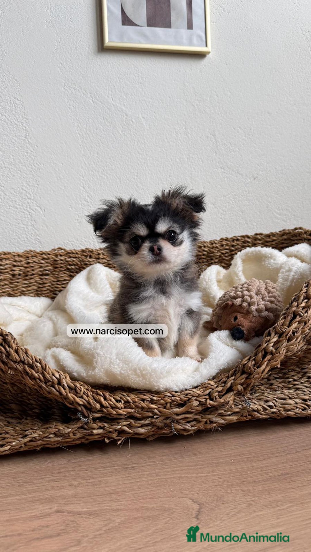 Chihuahua perros en venta: CACHORRO CHIHUAHUA PELO LARGO - Anuncio 1