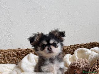 Chihuahua perros CACHORRO CHIHUAHUA PELO LARGO - Anuncio 7