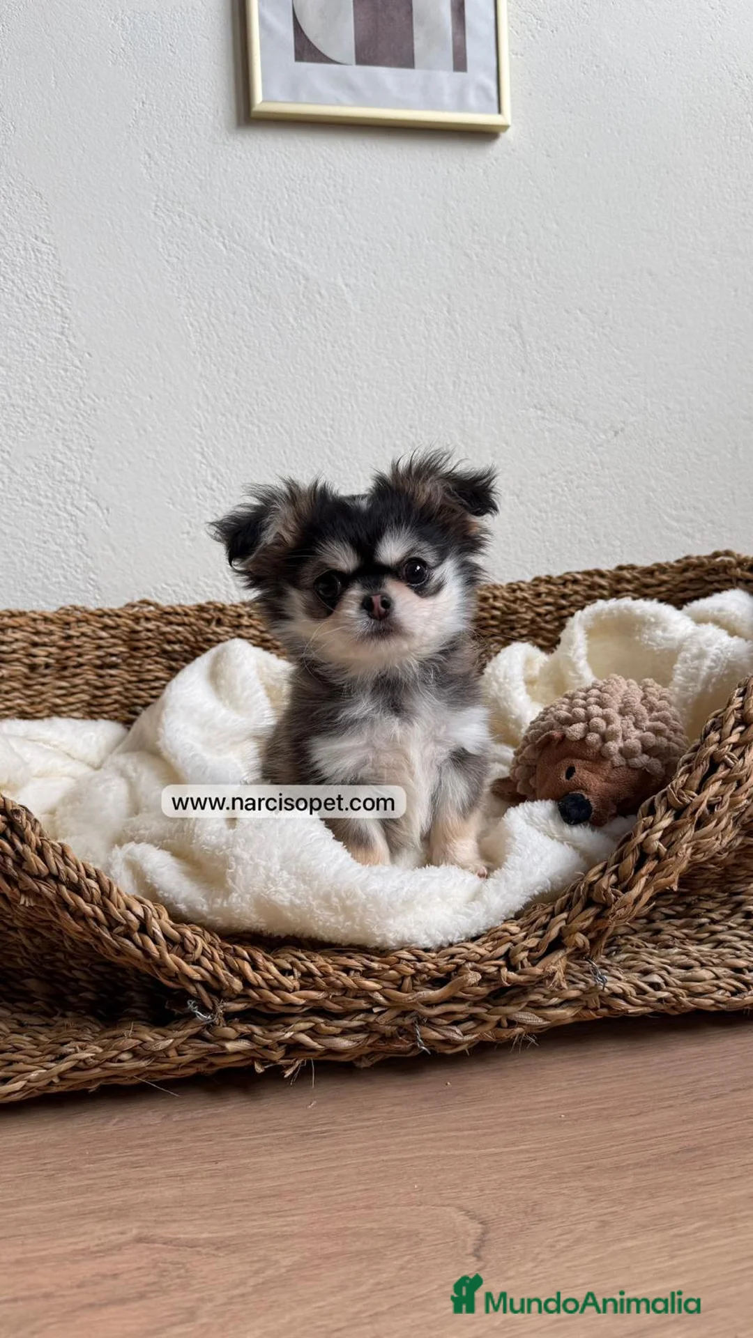 Chihuahua perros en venta: CACHORRO CHIHUAHUA PELO LARGO - Anuncio 1